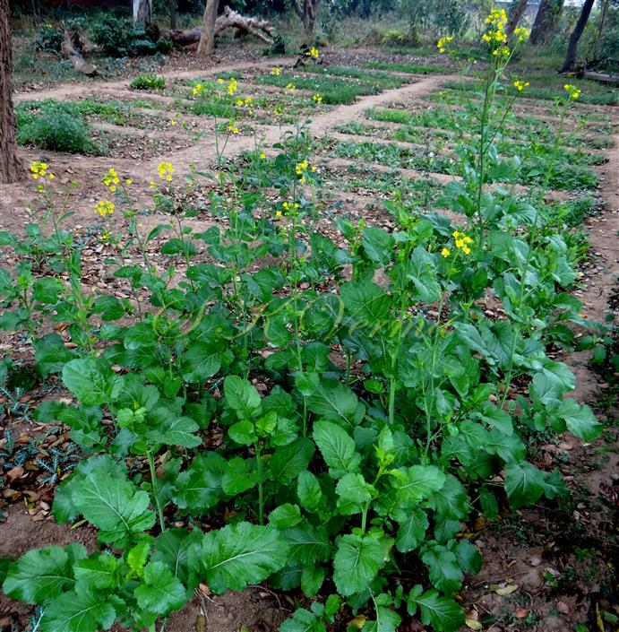  Plants
